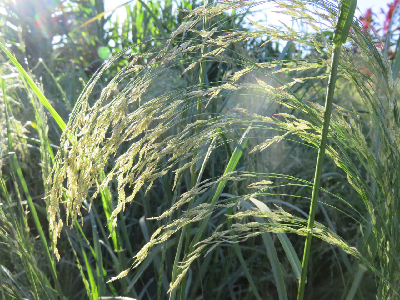4-Day Teff Route to Gojjam – From Farm to Injera